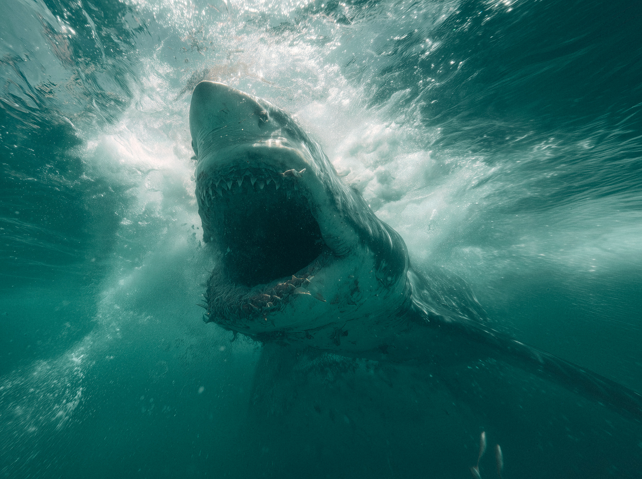 CO_bluueye_a_photograph_of_an_enormous_megalodon_shark_mouth_open__33bb37ec-53d2-4cc4-ac4f-8ab5a5b49773-gigapixel-redefine-4x